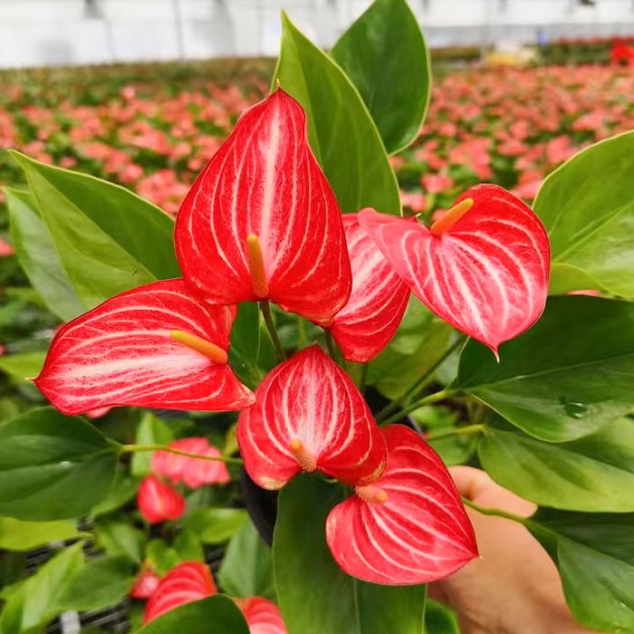 Anthurium 'Livium'