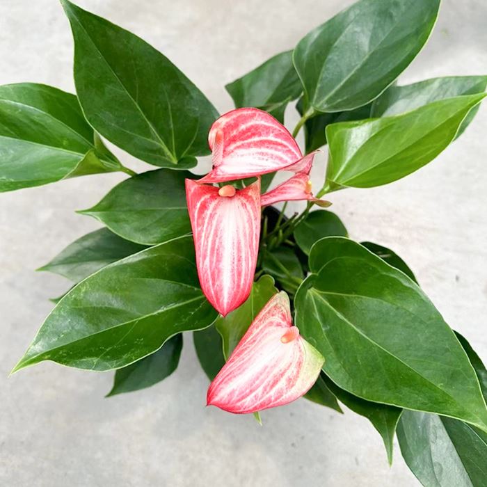 Anthurium 'Livium'