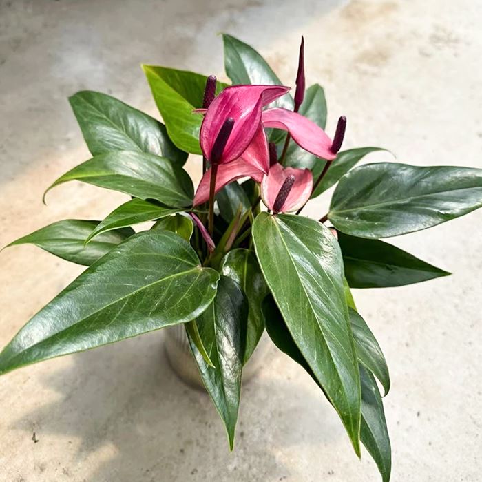 Anthurium zizou purple