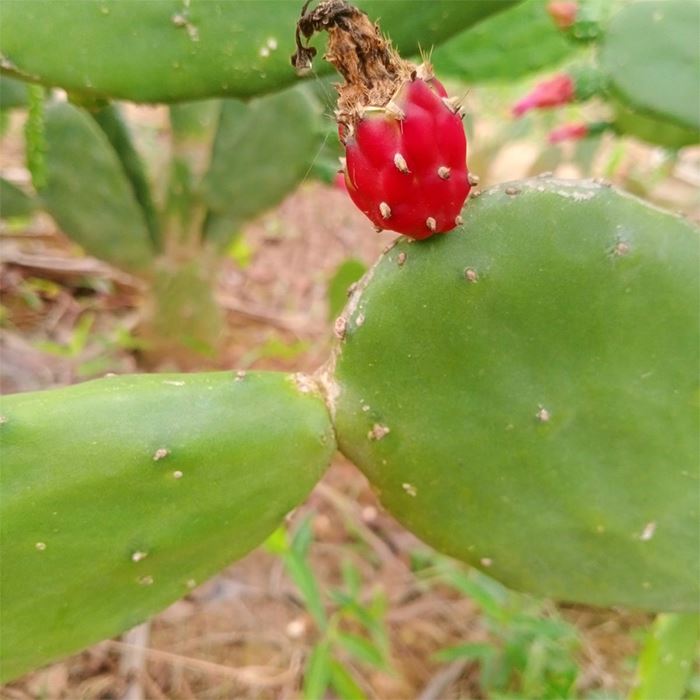 Opuntia cochenillifera cactus