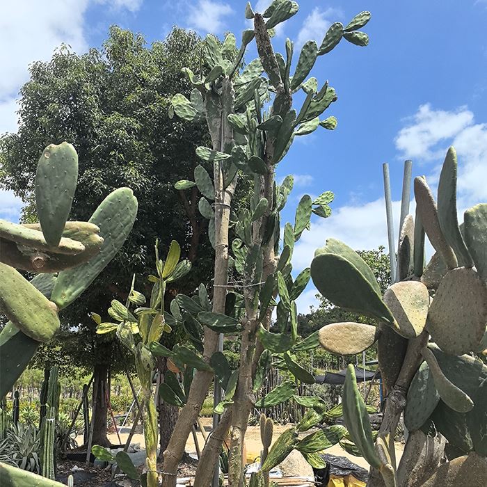 Opuntia Cochenillifera Cactus