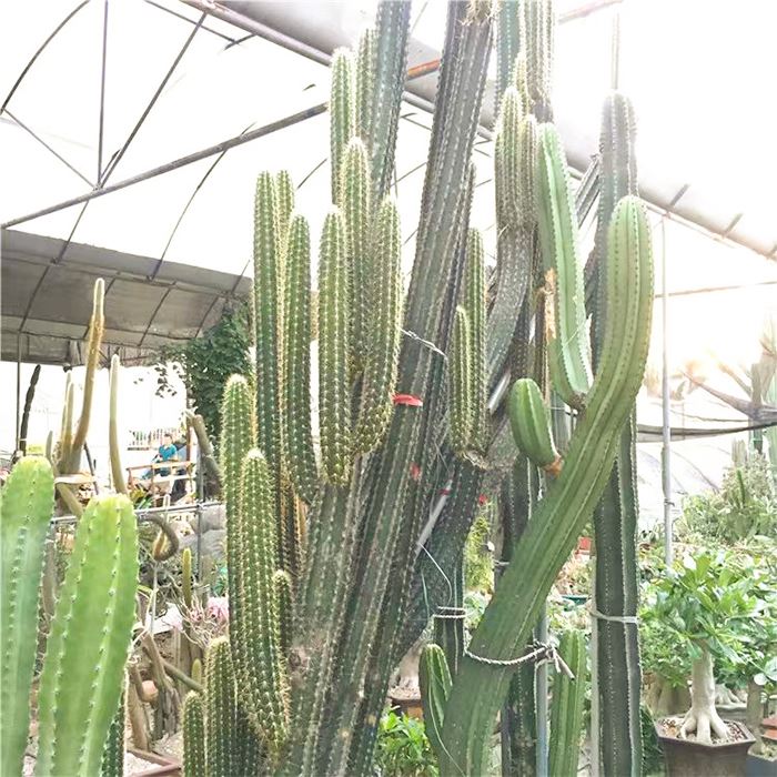 Golden Pilar cactus