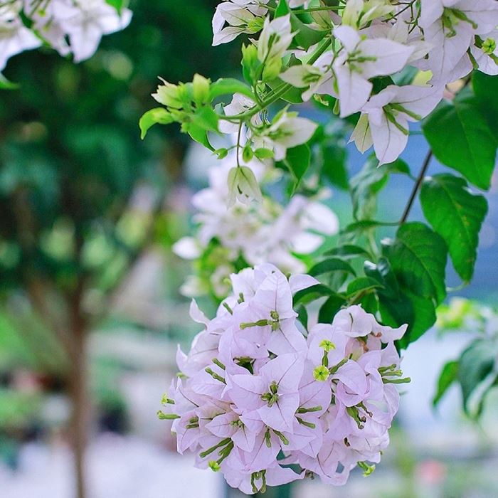 Bougainvillea Glare Mariel Fitzpatrick