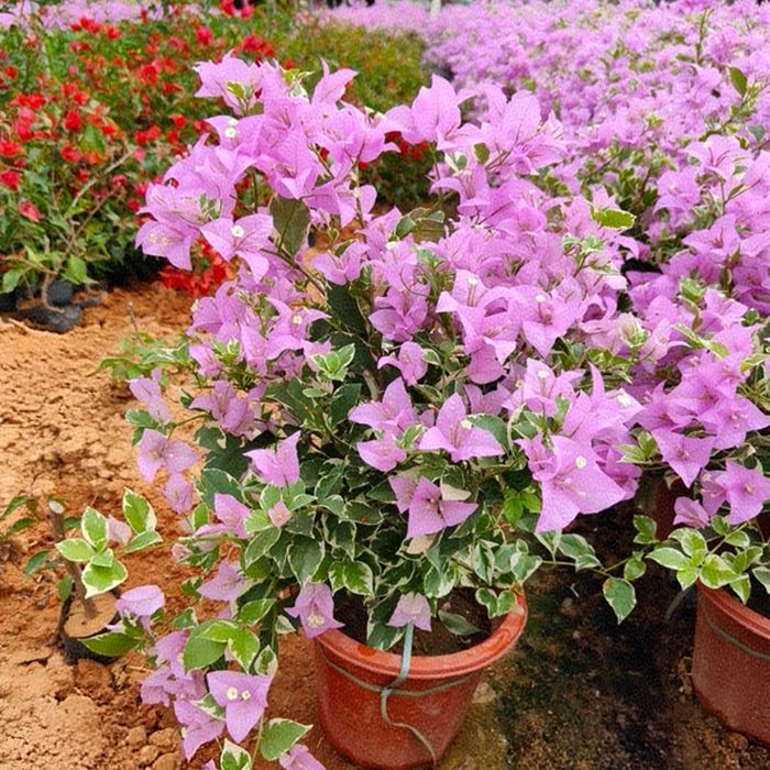 Bougainvillea 'Marlu' Variegated
