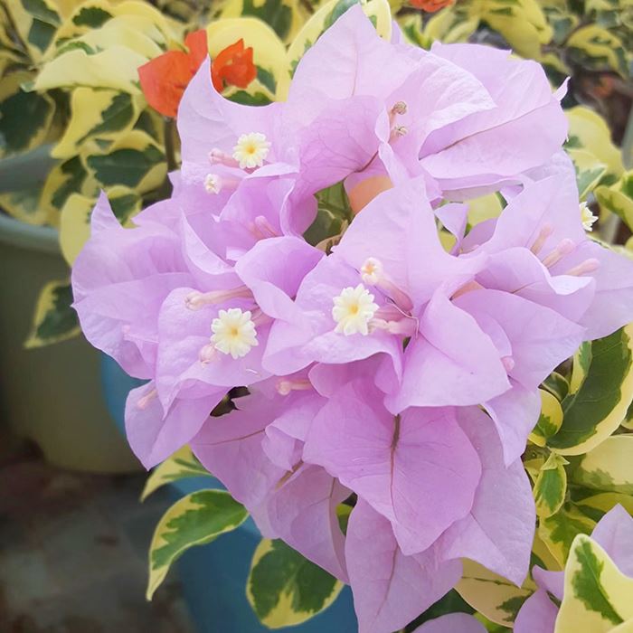 Bougainvillea 'Marlu' Variegated