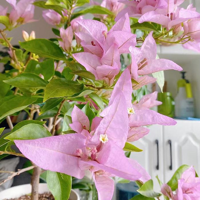 Bougainvillea Silhouette