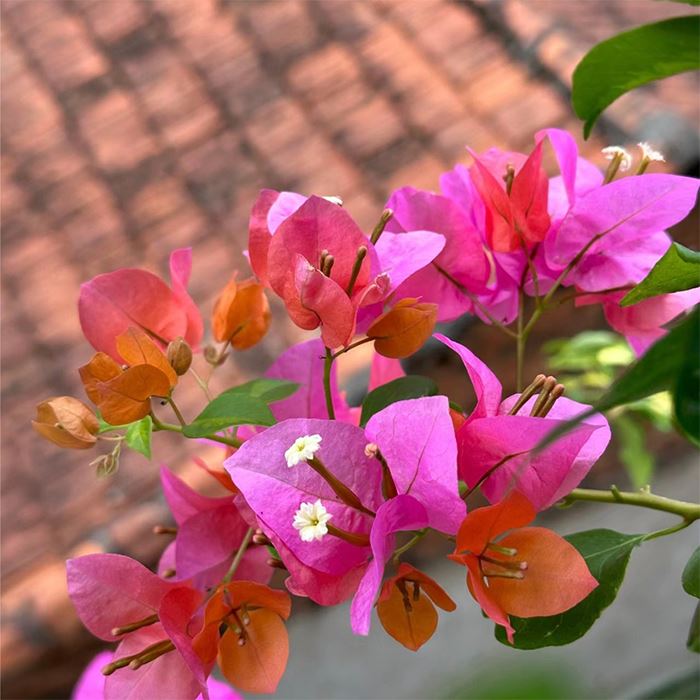 Bougainvillea Tropical Bouquet