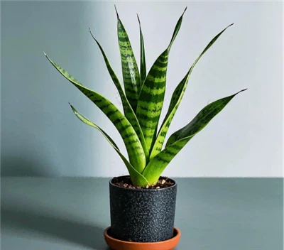 سنسیویریا کی تزئین و آرائش اور تقسیم کرنے کا طریقہ