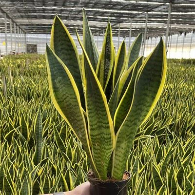 Sansevieria Trifasciata 'Laurentii'